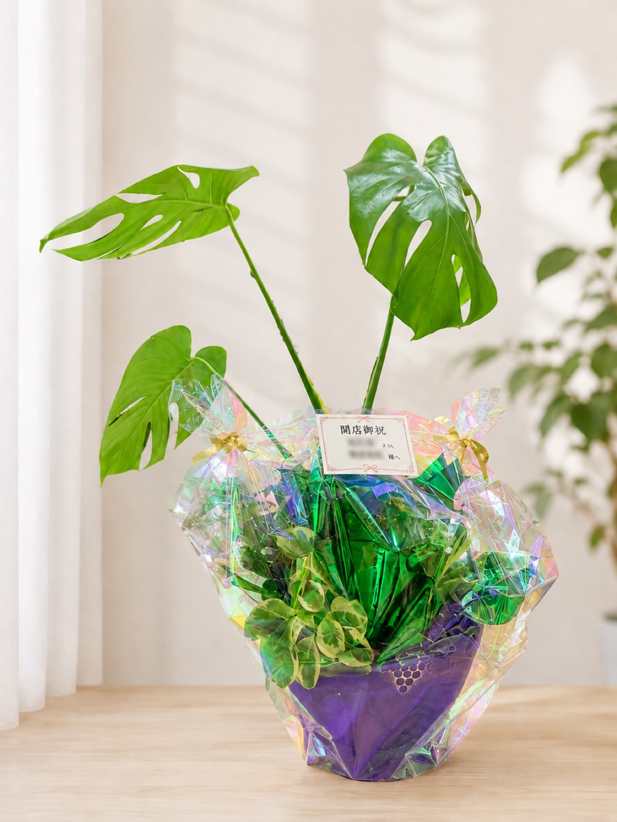 贈答用観葉植物の一例(モンステラの寄せ植え・開店御祝)