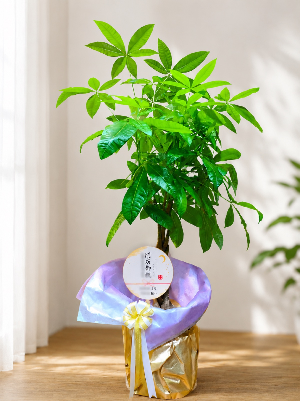 贈答用観葉植物の一例(パキラ・開店御祝)